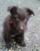 psiutulekjirkov.mypage.cz Rufinka