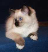 rufflescats.se Rufle