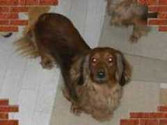 petstation-sp.com Rufuna