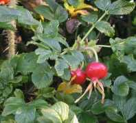 Rugosa