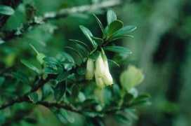 efloras.org Ruizheng