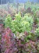 growseed.org Rulevich