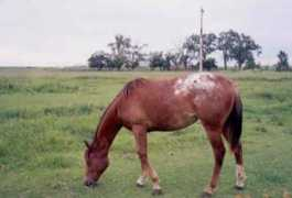 sunsetstockhorses.com Rumbell