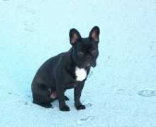bullie.dk Rumpen