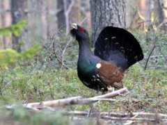 bernardinai.lt Rycio