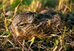 ptaki-rolnictwo.bocian.org.pl Rzepala