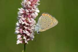 ptaki-rolnictwo.bocian.org.pl Rzepala