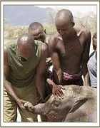 sheldrickwildlifetrust.org Sabashi