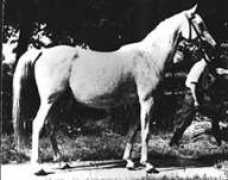 winddrinker.se Sabellina