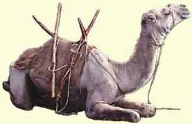 camelphotos.com Saddel