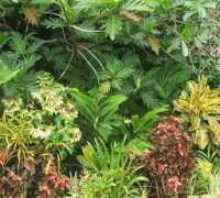 mooseyscountrygarden.com Safotu