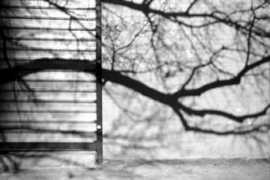 imagebrooklyn.com Saganich