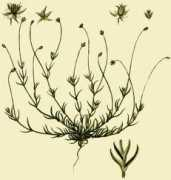 afleurdepau.com Sagine