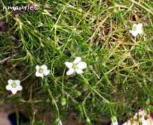 nature.jardin.free.fr Sagine