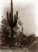 Saguaro