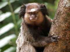 Sagui