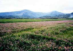 Saiei