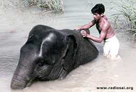 saibabaofindia.com Saigeeta