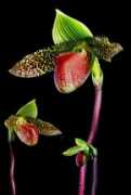 exoticrainforest.com Saium