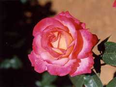 rysroses.real-net.sk Saium