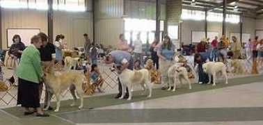 anatoliandog.org Sakandar