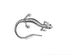 Salamand