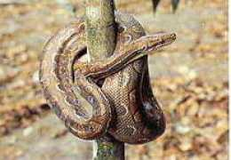Salamant