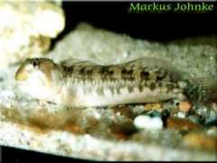 aquaterra-muenster.de Salavia