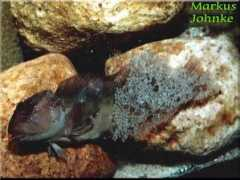 aquaterra-muenster.de Salavia