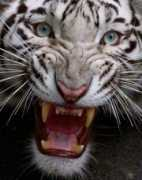 piccsy.com Saldarriaga