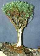 fichas.infojardin.com Salguera