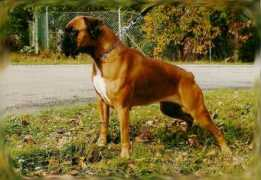 angiebox.wbs.cz Salinko