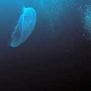 fotonatura.org Salleres