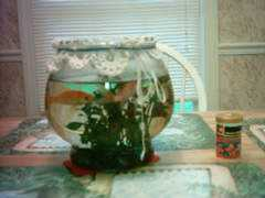 aikenpetsitters.com Saltandpepper