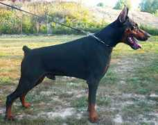 dobermann-review.com Salubi