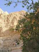 Salvadora