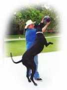 danesonline.com Samball