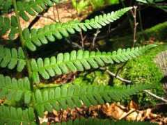 botany.cz Samcia