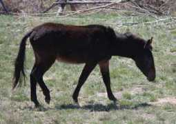 djbarranch.com Sammule
