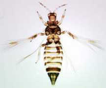 ento.csiro.au Samyun