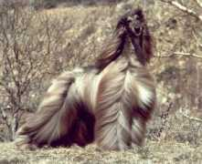 kingsleah.se Sanallah