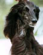 xenosreg.it Sanallah