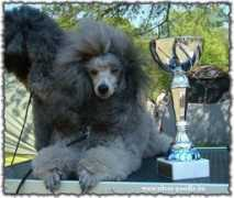 silver-poodle.hu Sancanin
