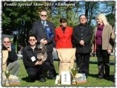 silver-poodle.hu Sancanin