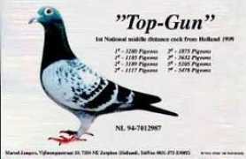 elimarpigeons.com Sangers