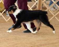 cedarglenaussies.com Sankano