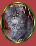 Sansy