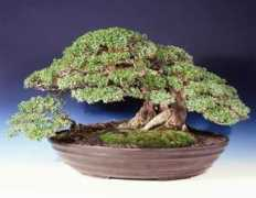 artofbonsai.org Santigi