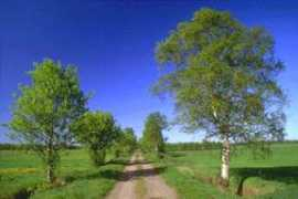 bonheurpourtous.com Sapath
