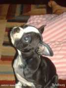 mypetpix.org Saphira